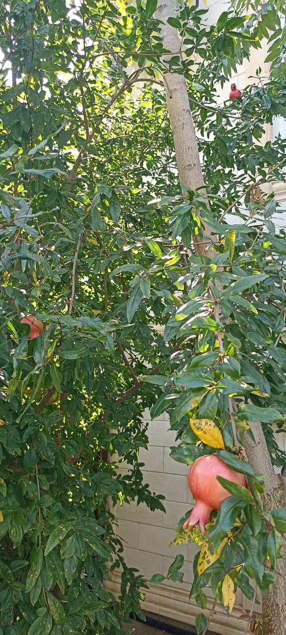 Гостиница Премьер Голубицкая-100