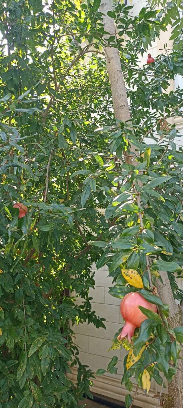 Гостиница Премьер Голубицкая-99