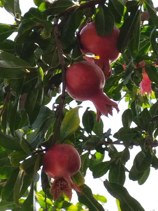 Гостиница Премьер Голубицкая-63